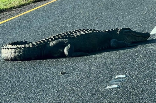Alligator Blocks Traffic | DeSoto Parish Journal